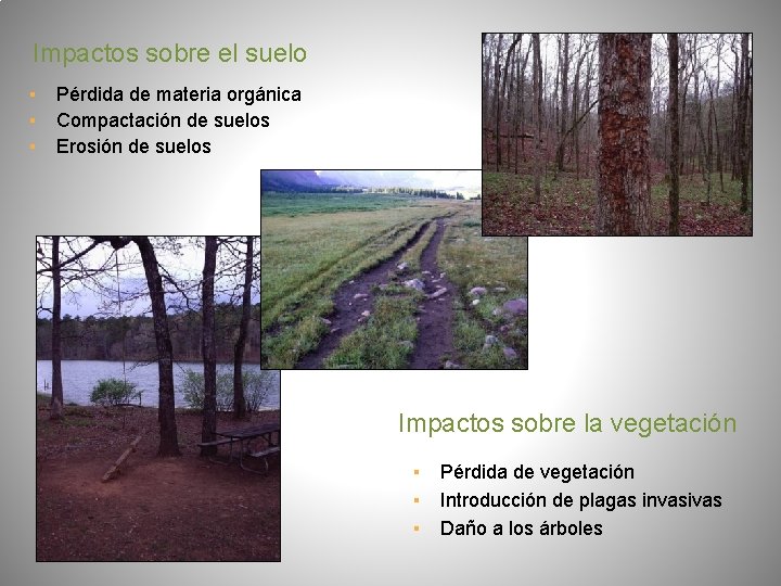 Impactos sobre el suelo ▪ Pérdida de materia orgánica ▪ Compactación de suelos ▪