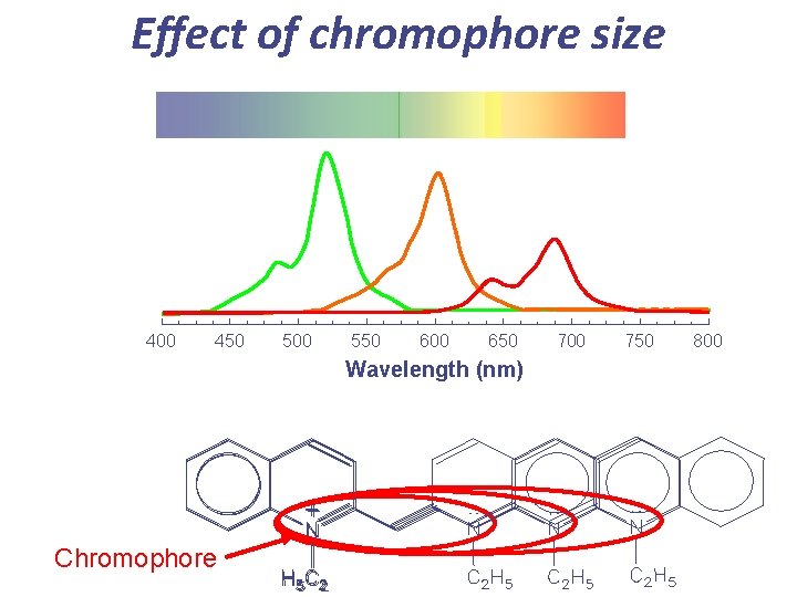 Effect of chromophore size 400 450 500 550 600 650 Wavelength (nm) Chromophore 700