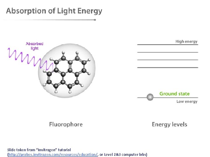Slide taken from “Invitrogen” tutorial (http: //probes. invitrogen. com/resources/education/, or Level 2&3 computer labs) Slide taken from “Invitrogen” tutorial (http: //probes. invitrogen. com/resources/education/, or Level 2&3 computer labs)