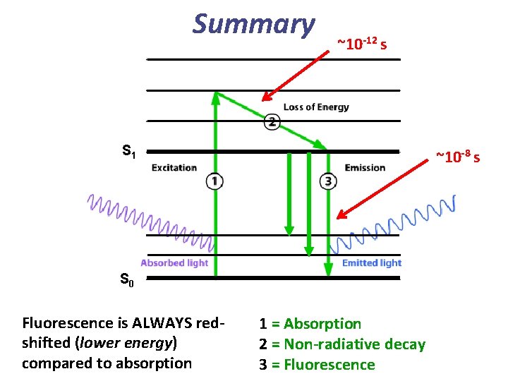Summary ~10 -12 s S 1 ~10 -8 s S 0 Fluorescence is ALWAYS Summary ~10 -12 s S 1 ~10 -8 s S 0 Fluorescence is ALWAYS
