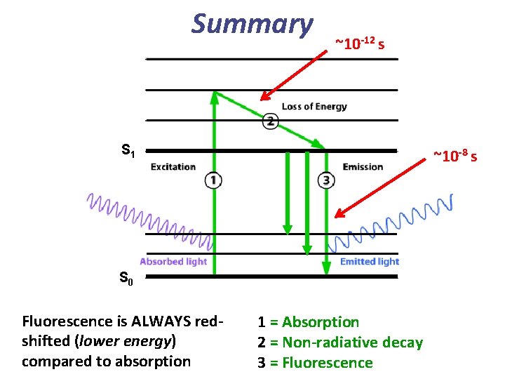 Summary ~10 -12 s S 1 ~10 -8 s S 0 Fluorescence is ALWAYS