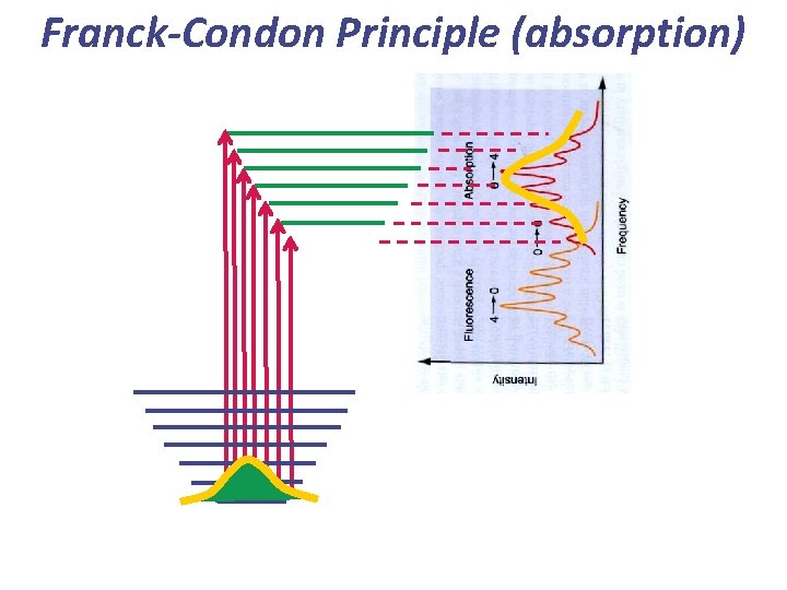 Franck-Condon Principle (absorption) 