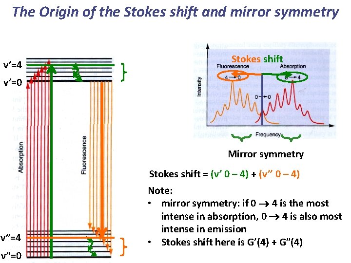 The Origin of the Stokes shift and mirror symmetry v’=4 Stokes shift v’=0 Mirror