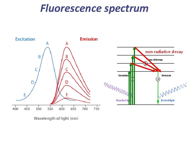 Fluorescence spectrum non radiative decay 