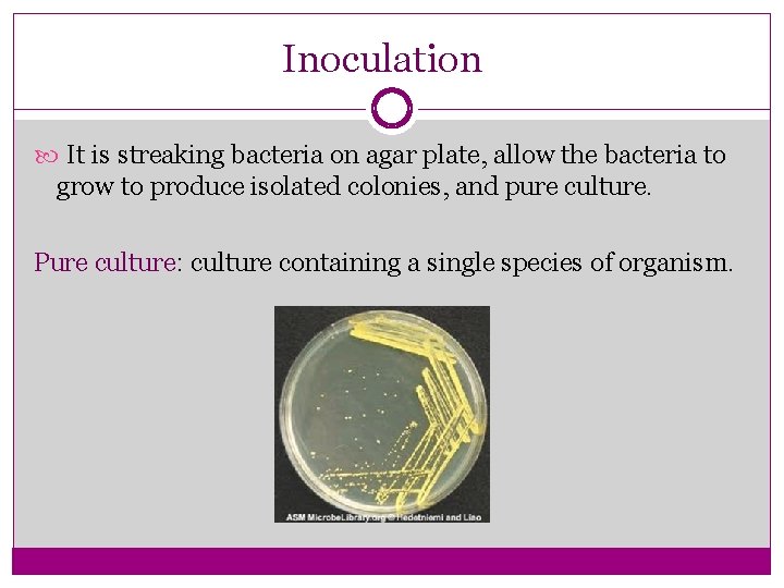 Inoculation It is streaking bacteria on agar plate, allow the bacteria to grow to