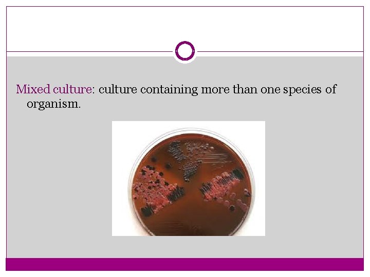 Mixed culture: culture containing more than one species of organism. 