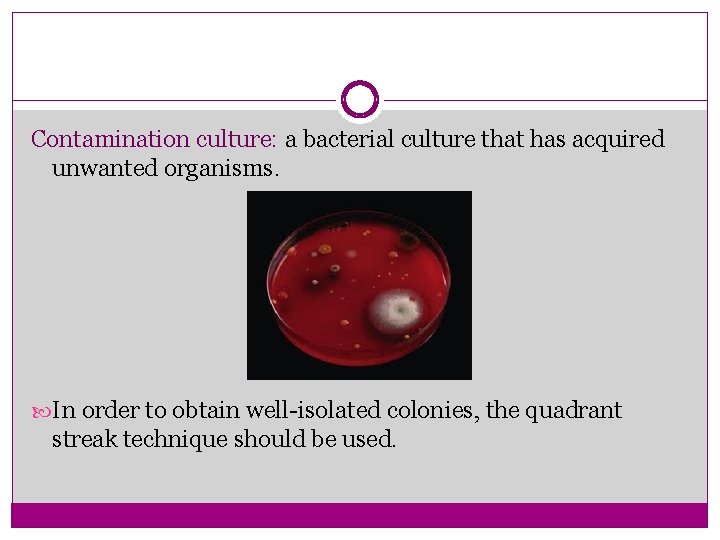 Contamination culture: a bacterial culture that has acquired unwanted organisms. In order to obtain