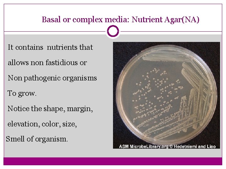 Basal or complex media: Nutrient Agar(NA) It contains nutrients that allows non fastidious or