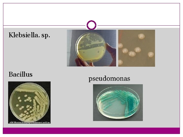 Klebsiella. sp. Bacillus 