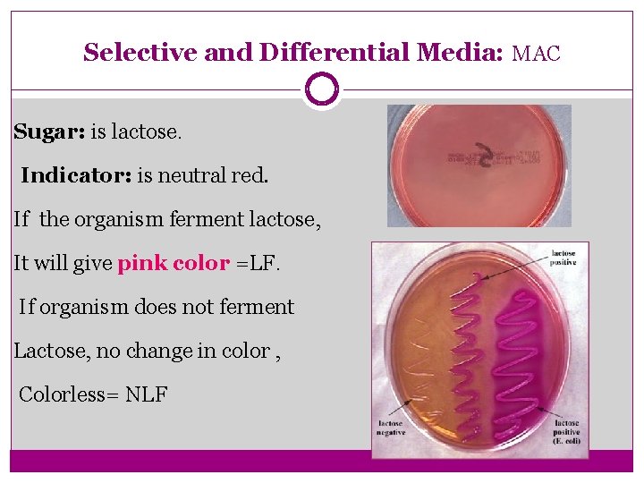 Selective and Differential Media: MAC Sugar: is lactose. Indicator: is neutral red. If the