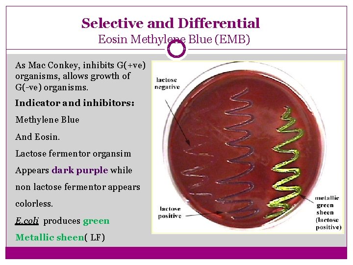 Selective and Differential Eosin Methylene Blue (EMB) As Mac Conkey, inhibits G(+ve) organisms, allows