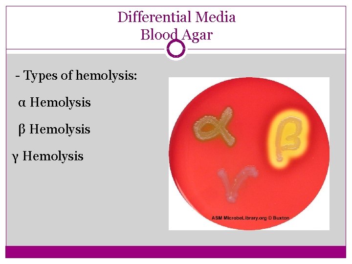 Differential Media Blood Agar - Types of hemolysis: α Hemolysis β Hemolysis γ Hemolysis