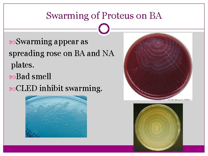 Swarming of Proteus on BA Swarming appear as spreading rose on BA and NA