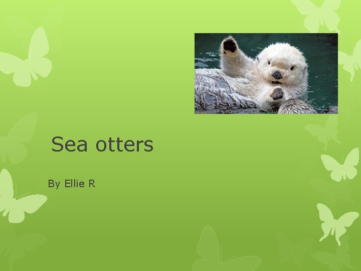 Sea otters By Ellie R 