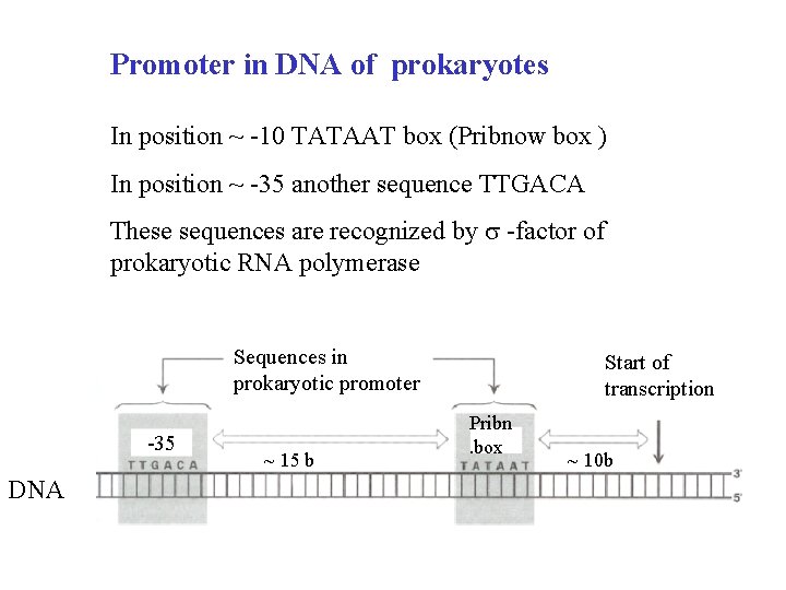 Promoter in DNA of prokaryotes In position ~ -10 TATAAT box (Pribnow box )