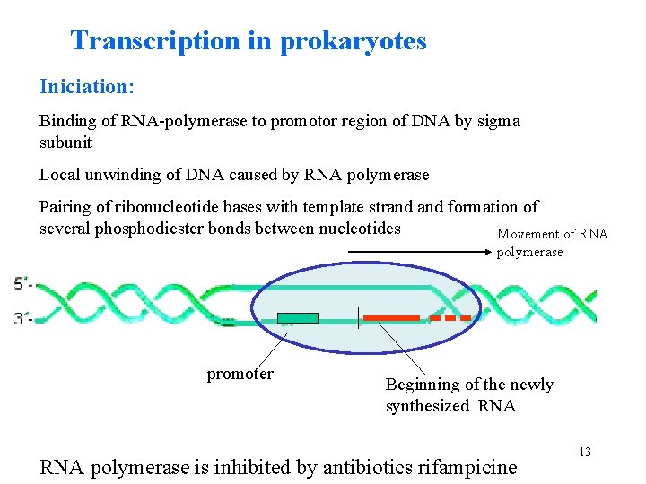 Transcription in prokaryotes Iniciation: Binding of RNA-polymerase to promotor region of DNA by sigma