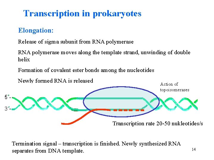 Transcription in prokaryotes Elongation: Release of sigma subunit from RNA polymerase moves along the