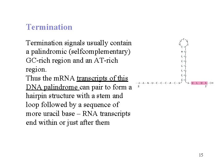 Termination signals usually contain a palindromic (selfcomplementary) GC-rich region and an AT-rich region. Thus