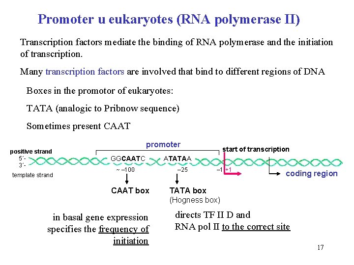 Promoter u eukaryotes (RNA polymerase II) Transcription factors mediate the binding of RNA polymerase