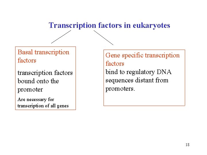 Transcription factors in eukaryotes Basal transcription factors bound onto the promoter Gene specific transcription