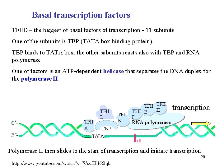 Basal transcription factors TFIID – the biggest of basal factors of transcription - 11