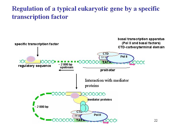 Regulation of a typical eukaryotic gene by a specific transcription factor basal transcription apparatus