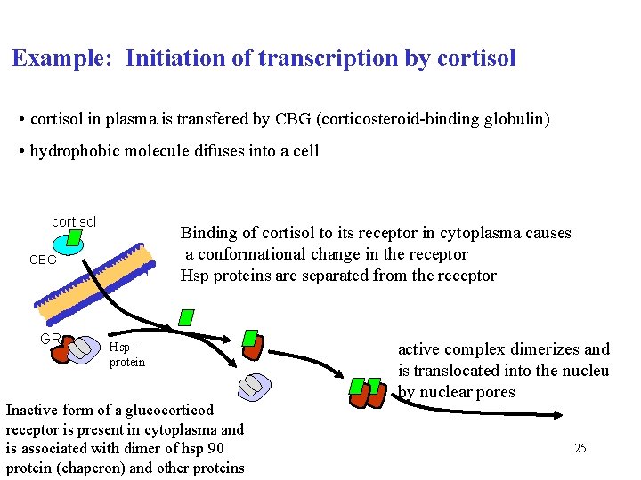 Example: Initiation of transcription by cortisol • cortisol in plasma is transfered by CBG