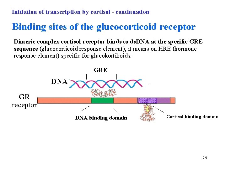 Initiation of transcription by cortisol - continuation Binding sites of the glucocorticoid receptor Dimeric