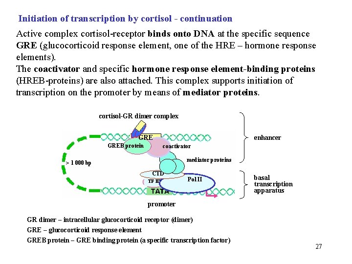 Initiation of transcription by cortisol - continuation Active complex cortisol-receptor binds onto DNA at