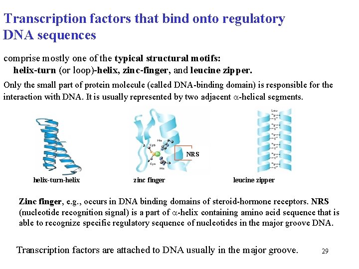Transcription factors that bind onto regulatory DNA sequences comprise mostly one of the typical