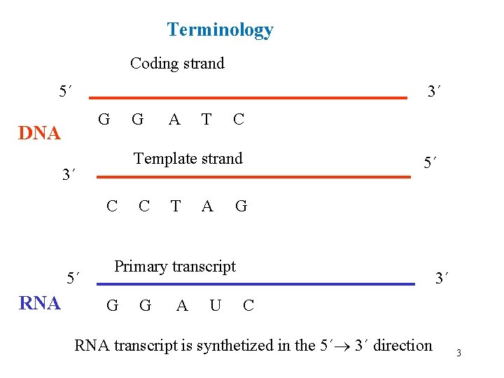 Terminology Coding strand 5´ 3´ G G A T C DNA 3´ Template strand