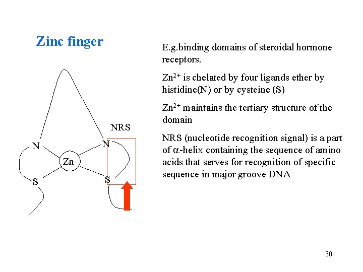 Zinc finger E. g. binding domains of steroidal hormone receptors. Zn 2+ is chelated