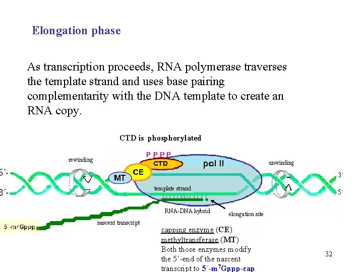 Elongation phase As transcription proceeds, RNA polymerase traverses the template strand uses base pairing