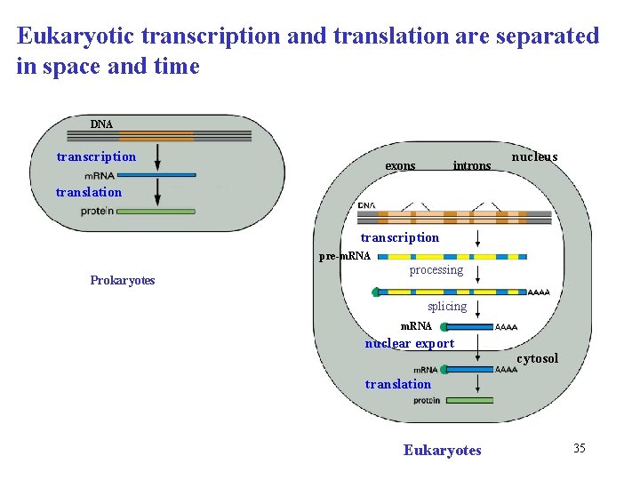 Eukaryotic transcription and translation are separated in space and time DNA transcription exons introns