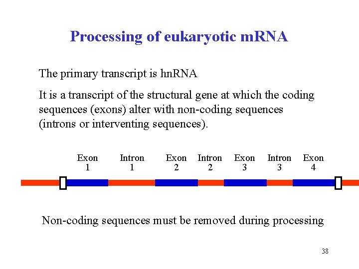 Processing of eukaryotic m. RNA The primary transcript is hn. RNA It is a