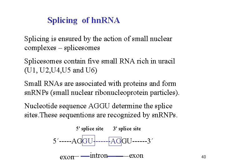 Splicing of hn. RNA Splicing is ensured by the action of small nuclear complexes