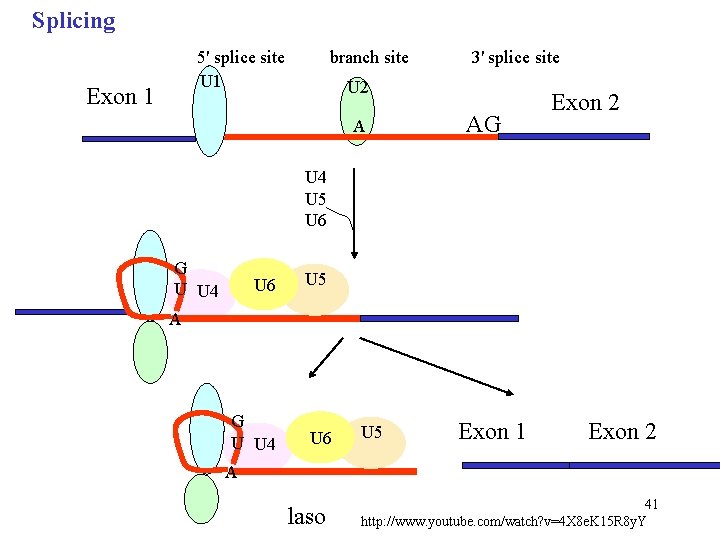 Splicing 5' splice site branch site 3' splice site U 1 U 2 Exon