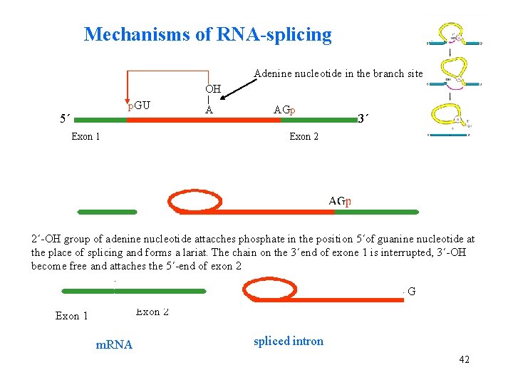 Mechanisms of RNA-splicing Adenine nucleotide in the branch site OH p. GU 5´ AGp