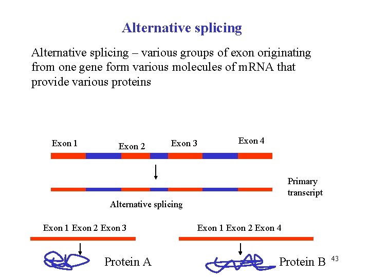 Alternative splicing – various groups of exon originating from one gene form various molecules