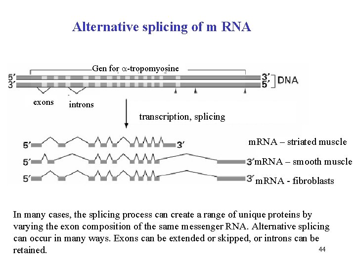 Alternative splicing of m RNA Gen for -tropomyosine exons introns transcription, splicing m. RNA