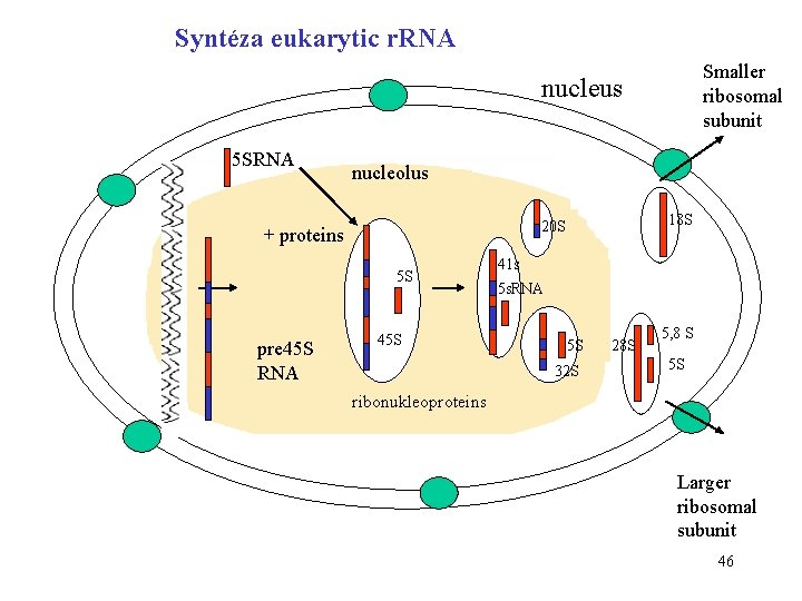 Syntéza eukarytic r. RNA Smaller ribosomal subunit nucleus 5 SRNA nucleolus + proteins 5