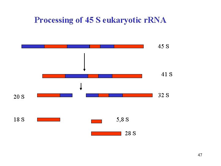 Processing of 45 S eukaryotic r. RNA 45 S 41 S 32 S 20