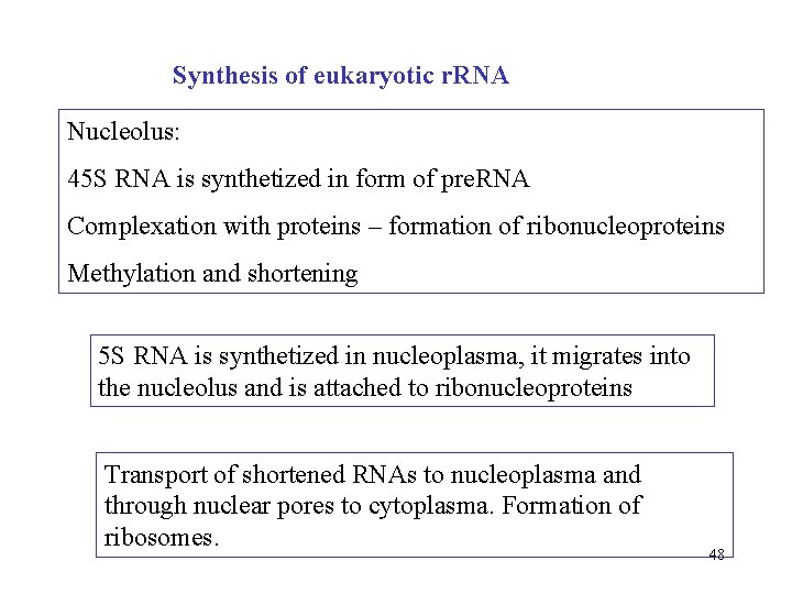 Synthesis of eukaryotic r. RNA Nucleolus: 45 S RNA is synthetized in form of