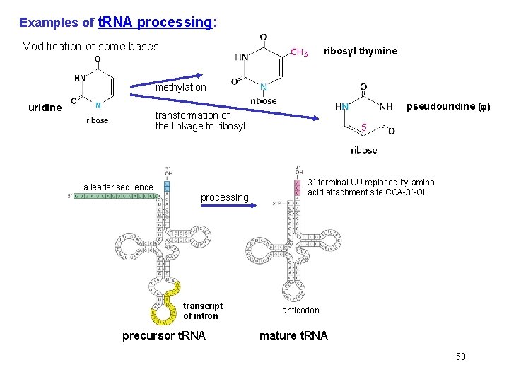 Examples of t. RNA processing: Modification of some bases ribosyl thymine methylation uridine pseudouridine