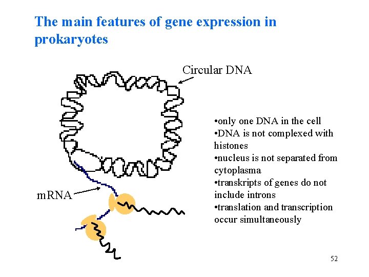 The main features of gene expression in prokaryotes Circular DNA m. RNA • only