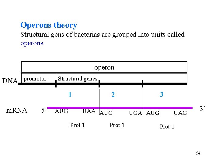 Operons theory Structural gens of bacterias are grouped into units called operons operon DNA