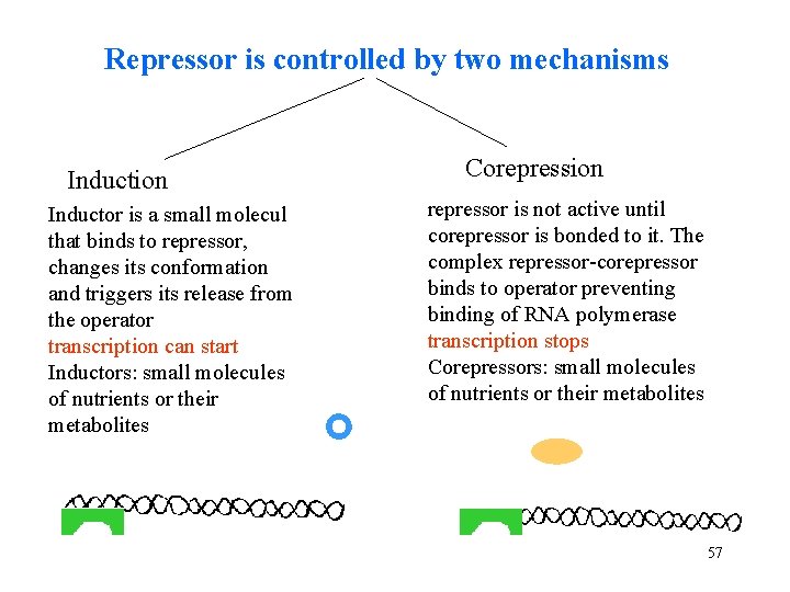 Repressor is controlled by two mechanisms Induction Inductor is a small molecul that binds