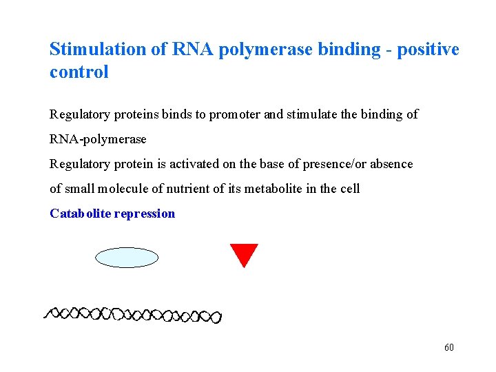 Stimulation of RNA polymerase binding - positive control Regulatory proteins binds to promoter and