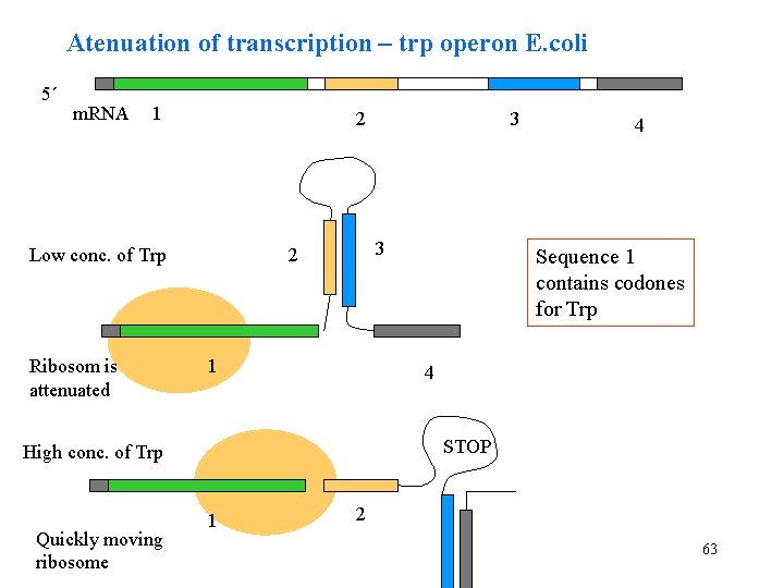 Atenuation of transcription – trp operon E. coli 5´ m. RNA 1 2 Low