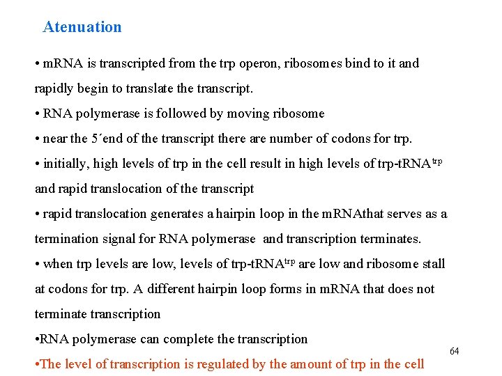 Atenuation • m. RNA is transcripted from the trp operon, ribosomes bind to it